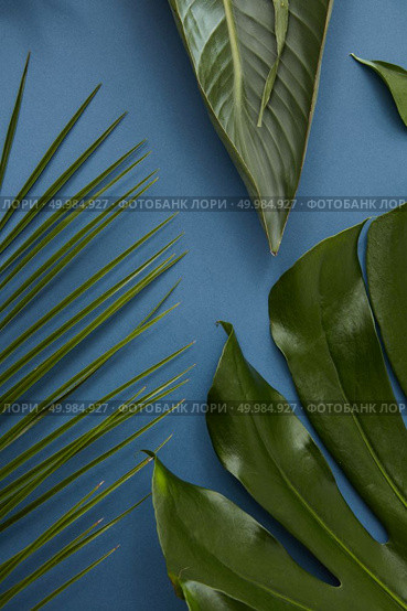 Half of tropical jungle Monstera leaf, palm leaf isolated over blue background. Swiss Cheese Plantand palm leaf represented for decoration or designing of any poster or birthday card.. Green leaves isolated. Стоковое фото, агентство Ingram Publishing / Фотобанк Лори