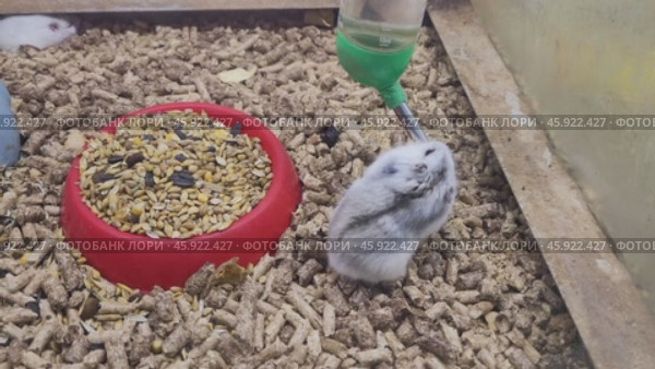 Hamster drinking water from drinking bowl. Стоковое видео, видеограф Сергей Чайко / Фотобанк Лори