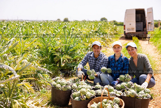 Happy farmers posing with harvest of artichoke on field. Стоковое фото, фотограф Яков Филимонов / Фотобанк Лори