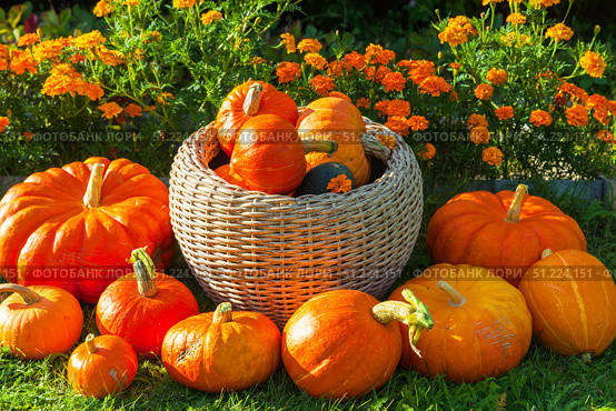 Harvest of fresh organic orange pumpkins on green lawn near flower bed of bright marigold flowers in kitchen garden on sunny autumn day. Happy Thanksgiving holiday concept. Garden seasonal works. Стоковое фото, фотограф Виктория Катьянова / Фотобанк Лори
