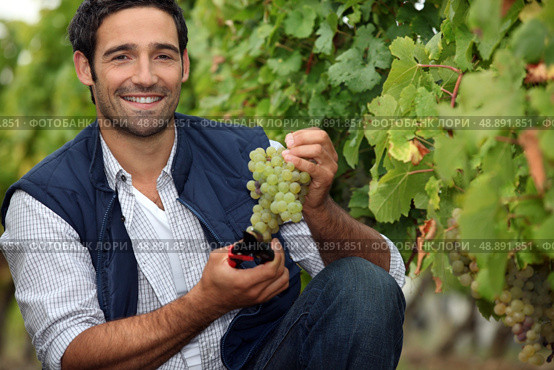 Harvesting the grapes. Стоковое фото, агентство Ingram Publishing / Фотобанк Лори