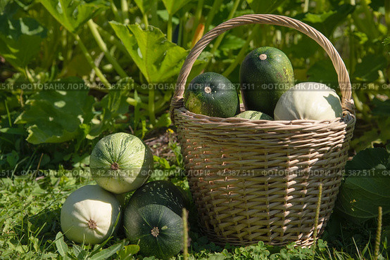 Harvesting zucchini. Different varieties of zucchini in a basket on the grass near the garden. Стоковое фото, фотограф Бежская Ольга Анатольевна / Фотобанк Лори