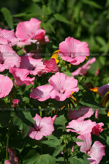 Хатьма трёхмесячная (Lavatera trimestris L.), цветущее растение. Стоковое фото, фотограф Щеголева Ольга / Фотобанк Лори