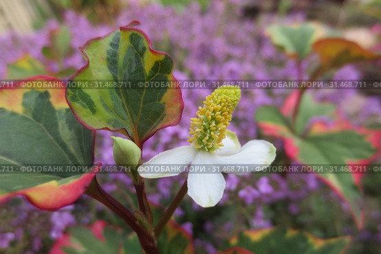 Хауттюйния сердцевидная (Houttuynia cordata ) Стоковое фото, фотограф Т. З. / Фотобанк Лори