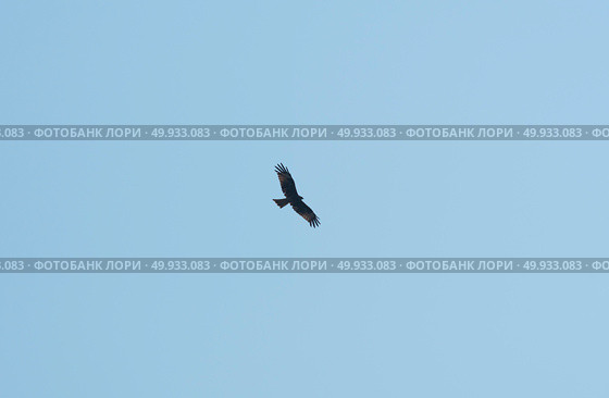 Hawk with blue sky. Стоковое фото, агентство Ingram Publishing / Фотобанк Лори