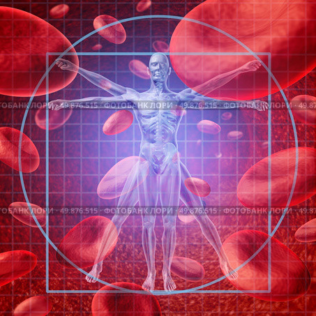 Health care research medical concept with a Vitruvian human skeleton man and body with a group of floating red blood cells circulating in a vein. Стоковое фото, агентство Ingram Publishing / Фотобанк Лори