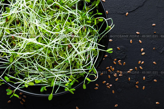 Healthy vegetarian bowl dish with fresh flaxseed sprouts. Plate with raw linseed sprouts salad. Healthy balanced eating. Superfood. Стоковое фото, агентство Ingram Publishing / Фотобанк Лори