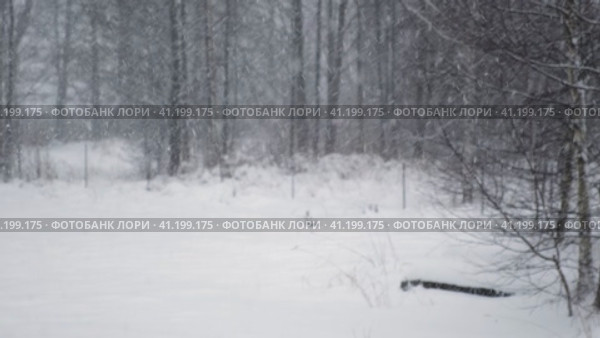 Heavy snowfall. Beautiful forest landscape of snow and blurred trees. Gently falling snow flakes. Bad snowy weather cold day. Winter nature background. Nobody, No People, Super Slow motion. Snowstorm. Стоковое видео, видеограф Марина Демидюк / Фотобанк Лори
