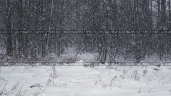 Heavy snowfall. Beautiful forest landscape of snow and blurred trees. Gently falling snow flakes. Bad snowy weather cold day. Winter nature background. Nobody, No People, Super Slow motion. Snowstorm. Стоковое видео, видеограф Марина Демидюк / Фотобанк Лори