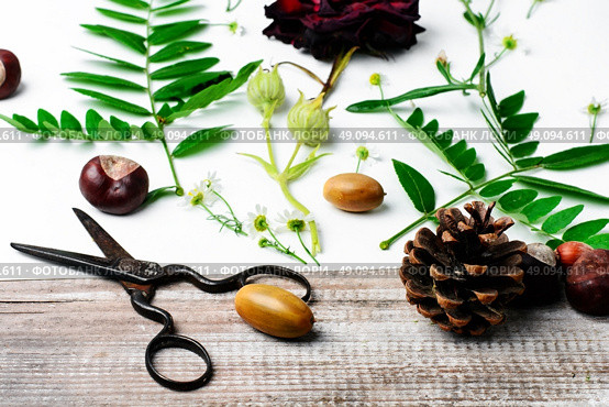 Herbarium of field of wild foliage. Herbarium applique with field of wild flowers and plants on white background. Стоковое фото, агентство Ingram Publishing / Фотобанк Лори