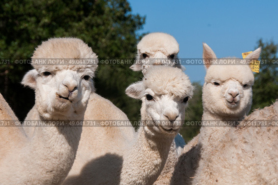 Herd of alpacas. Стоковое фото, агентство Ingram Publishing / Фотобанк Лори