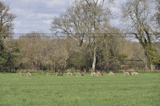 Herd OF Fallow Deer. Стоковое фото, агентство Ingram Publishing / Фотобанк Лори
