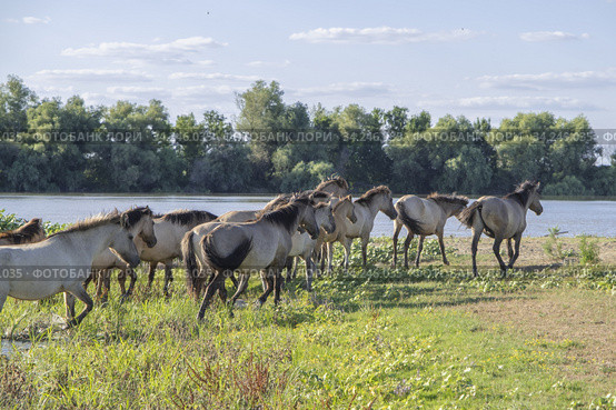 Herd of Wild Konik or Polish primitive horse riding against the background of the Danube river. Стоковое фото, фотограф Некрасов Андрей / Фотобанк Лори