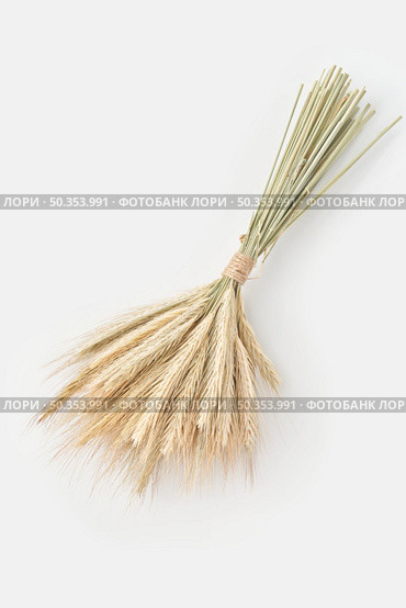 High angle of fresh ecologically grown wheat spikelets tied together and placed on white background. Golden ears of organic wheat. Стоковое фото, агентство Ingram Publishing / Фотобанк Лори