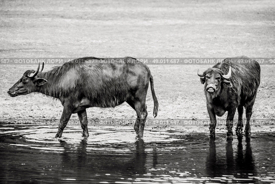 High resolution photo in best quality. Стоковое фото, агентство Ingram Publishing / Фотобанк Лори