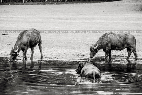 High resolution photo in best quality. Стоковое фото, агентство Ingram Publishing / Фотобанк Лори