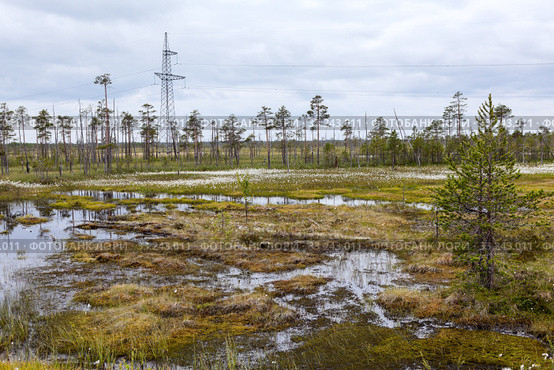 High voltage power line passing through tundra swampland in north of Russia. Стоковое фото, фотограф Кекяляйнен Андрей / Фотобанк Лори