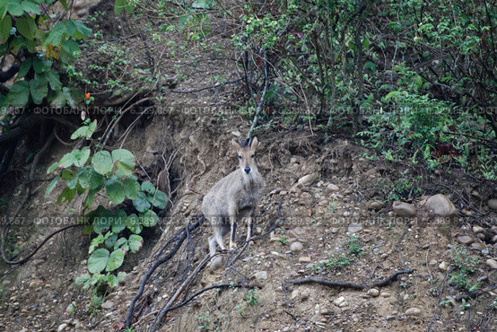 Himalayan goral on slope. Стоковое фото, агентство Ingram Publishing / Фотобанк Лори