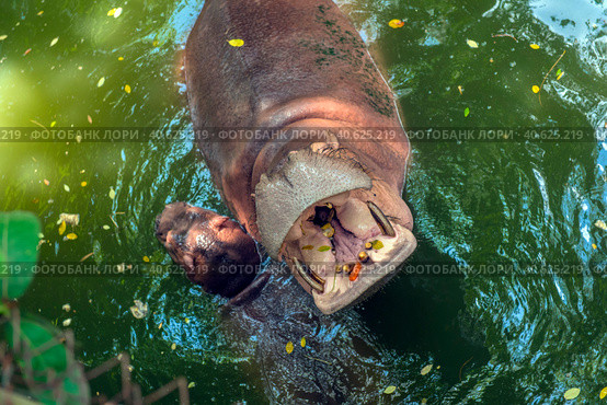 Hippopotamus  in water. Стоковое фото, фотограф Анна Кривицкая / Фотобанк Лори