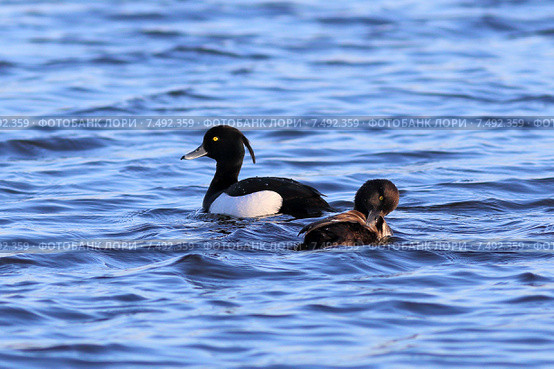 Хохлатая чернеть Aythya fuligula (Linnaeus, 1758). Селезень и утка на воде. Стоковое фото, фотограф Григорий Писоцкий / Фотобанк Лори