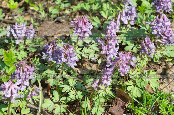 Хохлатка Галлера, или Хохлатка плотная (лат. Corydalis halleri, Corydalis solida ) Стоковое фото, фотограф Елена Коромыслова / Фотобанк Лори