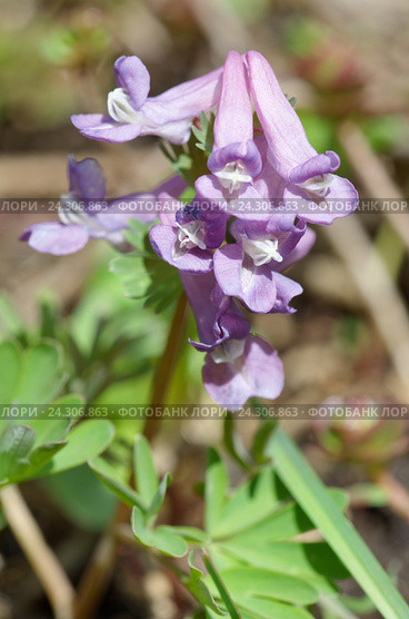 Хохлатка Галлера, или хохлатка плотная (лат. Corydalis halleri, Corydalis solida ) Стоковое фото, фотограф Елена Коромыслова / Фотобанк Лори