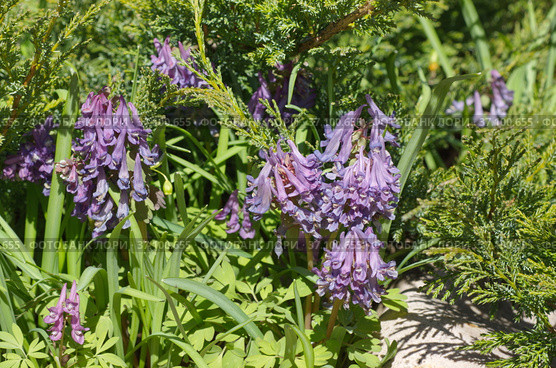 Хохлатка Галлера, или Хохлатка плотная (лат. Corydalis halleri, Corydalis solida ) цветет на клумбе весной. Стоковое фото, фотограф Елена Коромыслова / Фотобанк Лори