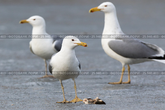 Хохотунья. Yellow-legged Gull (Larus cachinnans). The species of bird is identificated rough. Стоковое фото, фотограф Василий Вишневский / Фотобанк Лори