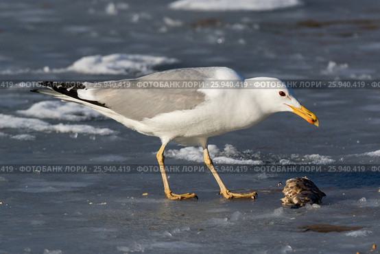 Хохотунья. Yellow-legged Gull (Larus cachinnans). The species of bird is identificated rough. Стоковое фото, фотограф Василий Вишневский / Фотобанк Лори