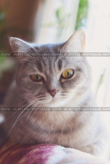 home cute striped cat at the window. Стоковое фото, агентство Ingram Publishing / Фотобанк Лори
