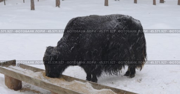 Home yak eating food in a feeder during a snowfall on a cloudy winter day, full-length view. Стоковое видео, видеограф Сергей Чайко / Фотобанк Лори