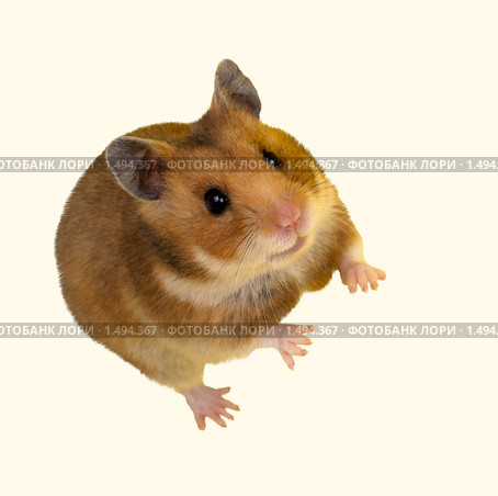 Хомяк сирийский, хомячок, Golden, Syrian Hamster, Goldhamster, Mesocricetus auratus. Стоковое фото, фотограф Василий Вишневский / Фотобанк Лори