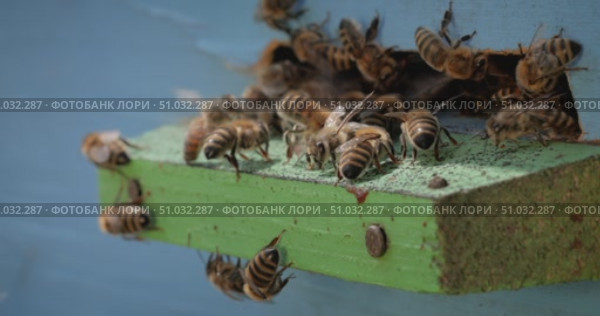 Honey bees fly near a beehive. Bees are best known to humans for their ecological roles as pollinators. Honey bees flying into wooden beehives. Стоковое видео, видеограф Андрей Армягов / Фотобанк Лори