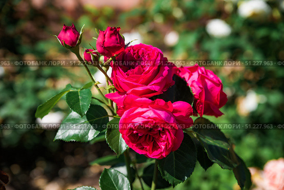 Horizontal close view of Eric Tabarly climbing rose branch laden with vivid fuchsia blooms, sunlit petals and rich glossy foliage. Стоковое фото, фотограф Татьяна Терехина / Фотобанк Лори