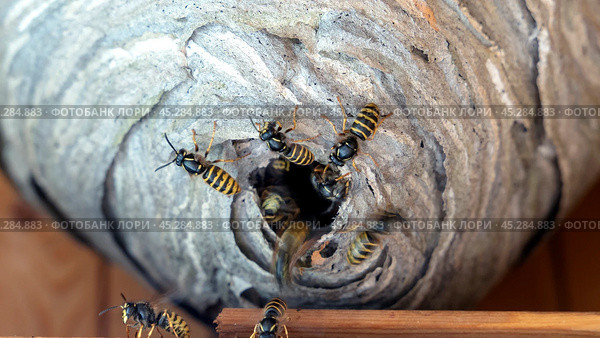 hornet's nest with wasps, selective focus. Стоковое фото, фотограф Igor Skripachev / Фотобанк Лори