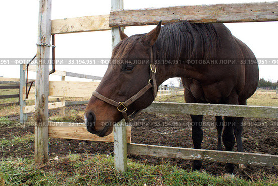Horse at the Fence. Стоковое фото, фотограф Matthew Benoit / Smarterpix / Фотобанк Лори