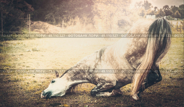 Horse kneeling down, retro styled. Стоковое фото, агентство Ingram Publishing / Фотобанк Лори