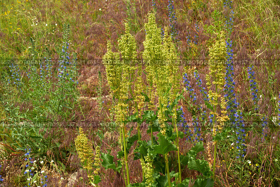Horse sorrel (Rumex confertus) on herbage background. Стоковое фото, фотограф Алексей Антипов / Фотобанк Лори