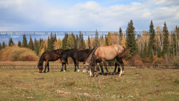 Horses graze in a meadow in a foothill valley on a sunny September day. Rural autumn landscape. Buryatia, Tunka valley. Стоковое видео, видеограф Виктория Катьянова / Фотобанк Лори
