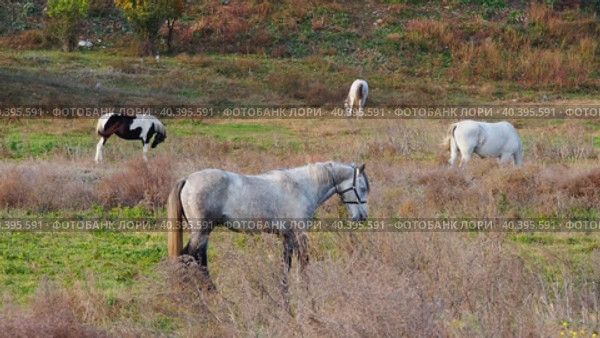 Horses on a leash graze in a meadow. Four horses tied up in a thicket of yellow grass. Стоковое видео, видеограф Александр Кротков / Фотобанк Лори