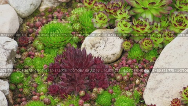 Houseleeks. Echeveria succulents in the stones. Sedum Cactus growing outdoors in a garden rockery backyard. Blooming Ornamental Sempervivum, Hen and Chicks plant with green, red purple petal tips. Стоковое видео, видеограф Марина Демидюк / Фотобанк Лори