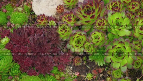 Houseleeks. Echeveria succulents in the stones. Sedum Cactus growing outdoors in a garden rockery backyard. Blooming Ornamental Sempervivum, Hen and Chicks plant with green, red purple petal tips. Стоковое видео, видеограф Марина Демидюк / Фотобанк Лори