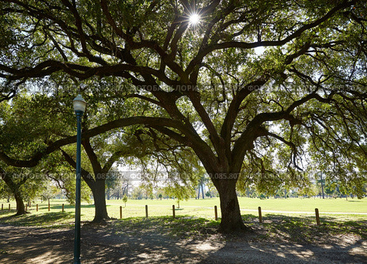 Houston Hermann park Marvin Taylor trail with big oaks at texas. Стоковое фото, агентство Ingram Publishing / Фотобанк Лори
