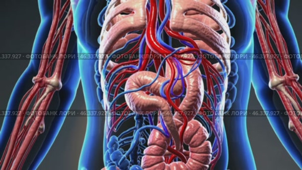 Human abdomen anatomy showing digestive system and circulatory system. Стоковое видео, видеограф Данил Руденко / Фотобанк Лори