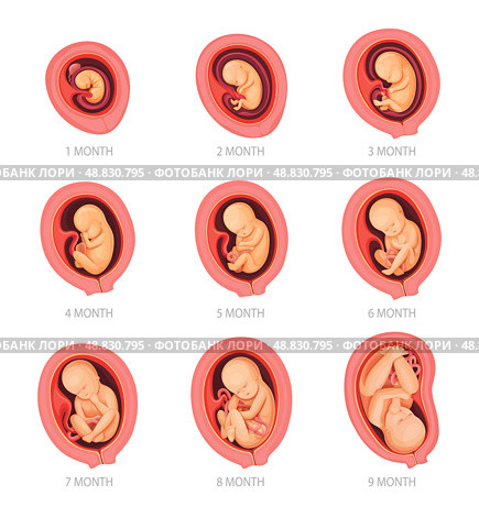 Human embryo growth stages vector infographics. Стоковая иллюстрация, иллюстратор Александрина / Фотобанк Лори