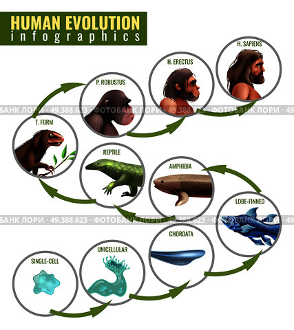 Human evolution infographics with development stages from single cell to homo sapiens on white background vector illustration. Human Evolution Infographics. Стоковая иллюстрация, агентство Ingram Publishing / Фотобанк Лори