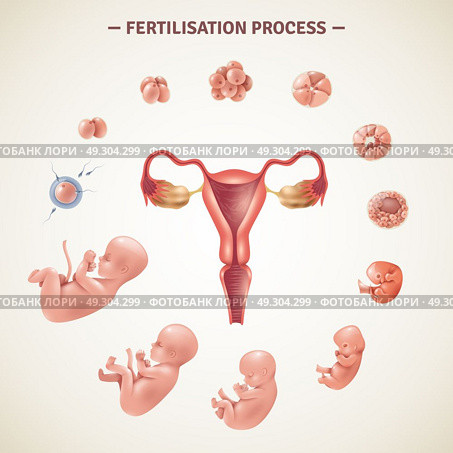 Human Fertilization Process Poster. Colored poster with scheme of human fertilization process and embryo development in realistic style vector illustration. Стоковая иллюстрация, агентство Ingram Publishing / Фотобанк Лори