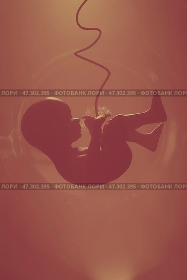 Human fetus in the womb. Стоковая иллюстрация, иллюстратор Happyphotons / Фотобанк Лори