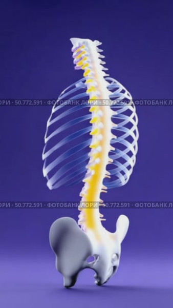 Human skeleton vertebral column bending and rotating. Стоковое AI-видео, аниматор Юрий Поздников / Фотобанк Лори