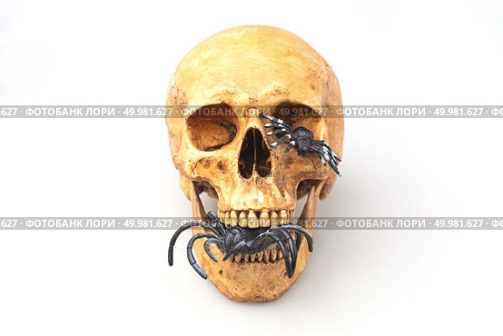 human skull isolated on white, Halloween concept. Стоковое фото, агентство Ingram Publishing / Фотобанк Лори